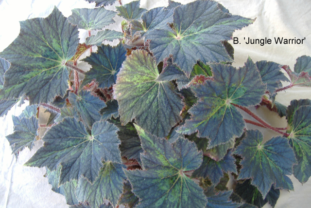 B. ‘Jungle Warrior’